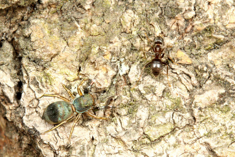 �������ӥϥ��ȥ�