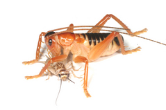 ���Хͥ�������