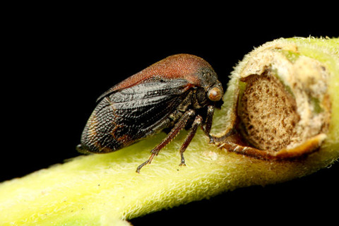 ¥Þ¥ë¥Ä¥Î¥¼¥ß