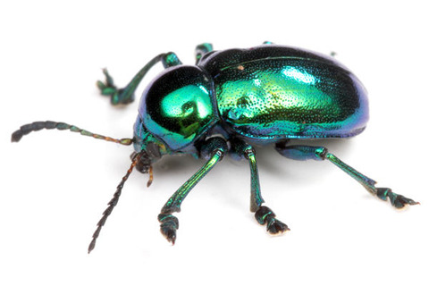 �����ߥɥꥵ��ϥॷ