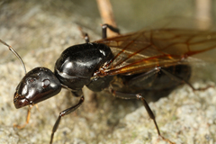 ������������ν���