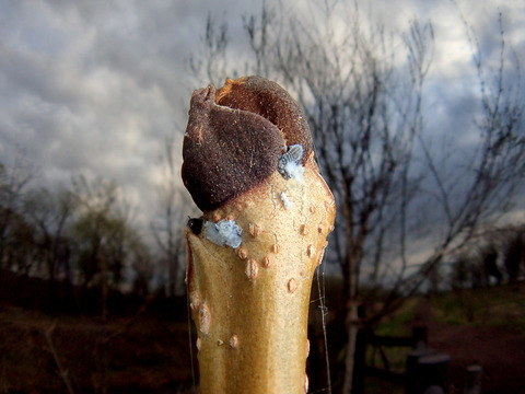 ÀãÃî¤Î°ìÀ¸