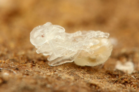 ¥¤¥È¥À¥Ë¤Î°ì¼ï