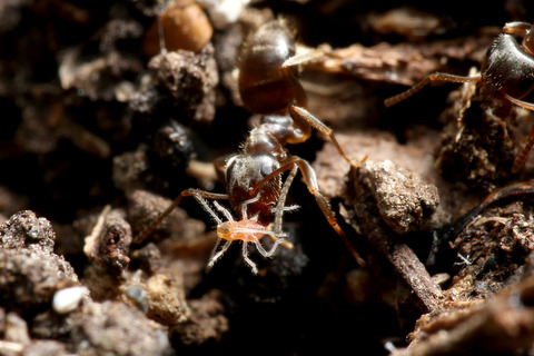 ÀãÃî¤Î°ìÀ¸