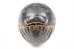 �ޥ졼���������󥴥ॷ