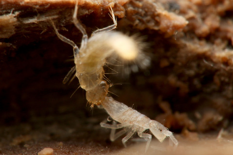 アリヅカムシの幼虫