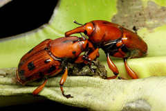 �����ॷ���ޥ졼����