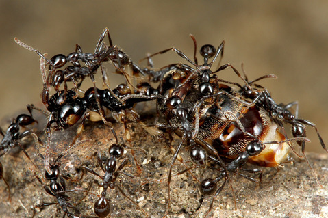 ツヤヒメサスライアリAenictus laeviceps