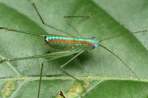 マレーシアの直翅目