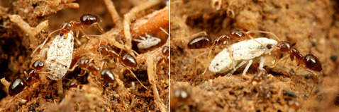 ¥¦¥ó¥«¡¡¥¢¥á¥¤¥í¥¢¥ê¤ÎÁã