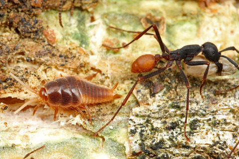 バーチェルグンタイアリEciton burchellii