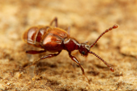 ¥¢¥ê¥Å¥«¥à¥·