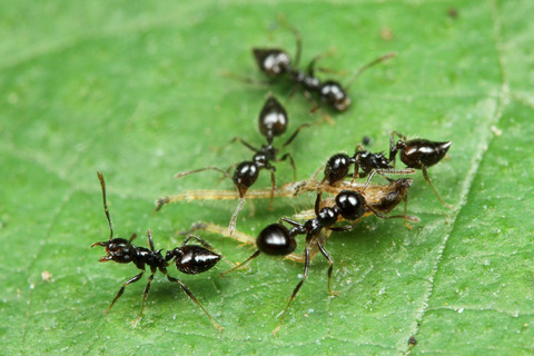 ���ꥢ������