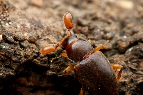 ヒゲブトテントウダマシTrochoideus desjardinsi