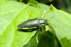 タマムシ 石垣島