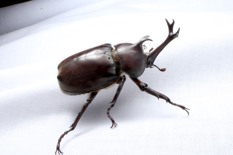 HID��Ȥäƥ饤�ȥȥ�å�