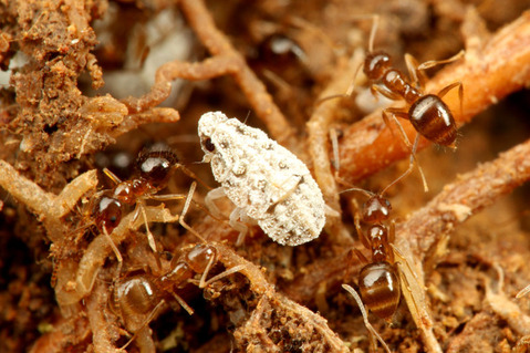 ¥¢¥á¥¤¥í¥¢¥ê¤ÎÁã¤ÇÊë¤é¤¹¥¦¥ó¥«