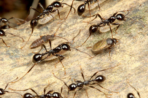 ¥Î¥ß¥Ð¥¨¤È¥Ò¥á¥µ¥¹¥é¥¤¥¢¥ê