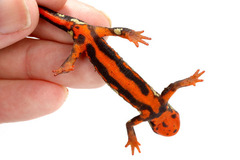 ���ꥱ�󥤥��