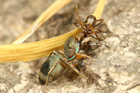 �������ӥϥ��ȥ�