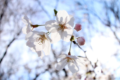 ¶á½ê¤Ç¤ª²Ö¸«