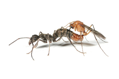 �ȥ������ϥꥢ��