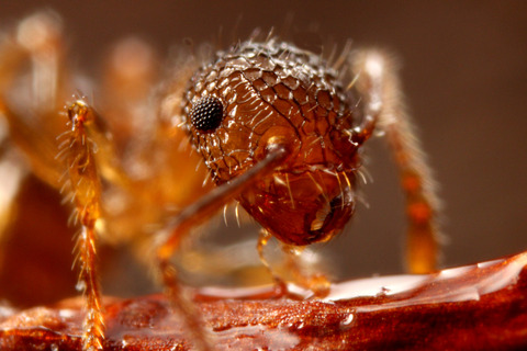 ���ߥᥢ��