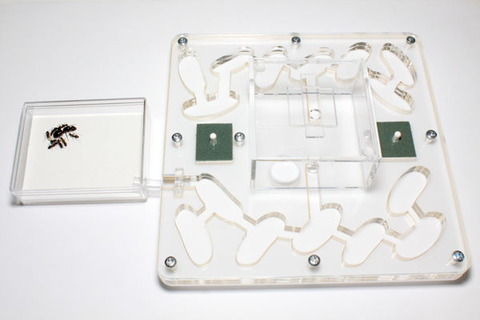 ¥¢¥¯¥ê¥ë»ô°éÍÆ´ï