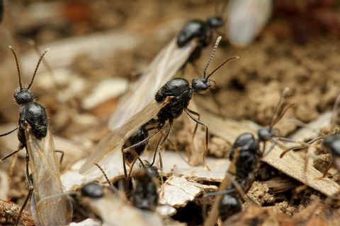 �����ʥ�����η뺧����