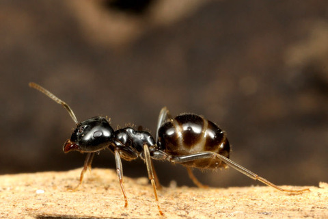 ���������ɥ�