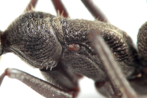 トゲオオハリアリの女王役