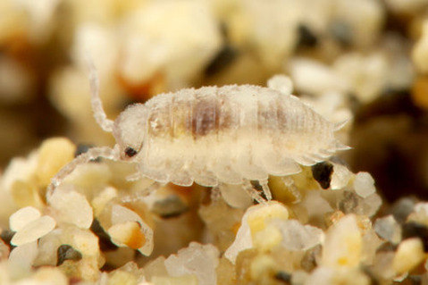 �ϥޥ��󥴥ॷ