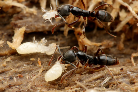 ����������Ῡ���륪���ϥꥢ��