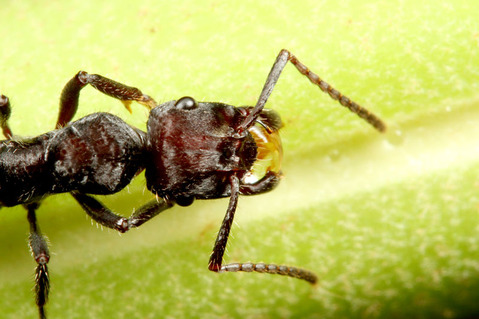 �ǥ���ϥꥢ��