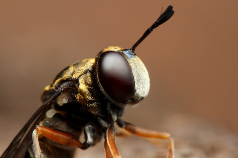 ¥¢¥·¥Ê¥¬¥¥¢¥ê