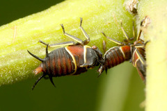 ¥µ¥ª¥Ê¥·¥Ä¥Î¥¼¥ßHybandoides sumatrensis