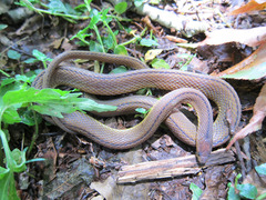 �������ۥإ�