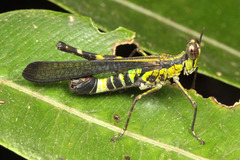 ¥Ð¥Ã¥¿¡¡¥Þ¥ì¡¼¥·¥¢