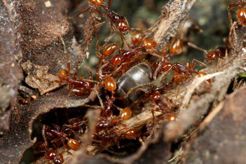 ヒメサスライアリの狩り