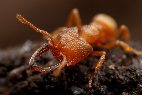 �إ饢���ϥꥢ��