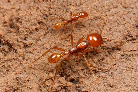 �ޥ륻���󥿥�����Labidus