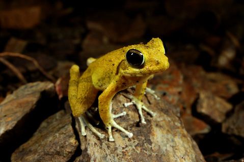 リュウキュウカジカガエル