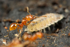 �����ޥ���������