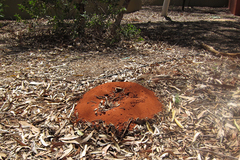 �֥�ɥå��������