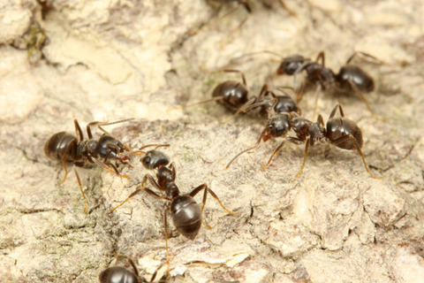 ����饱����