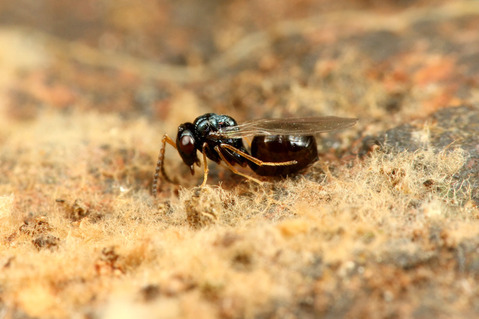 ヒメアリヤドリコバチ