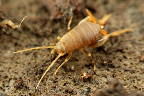 アリヅカコオロギ