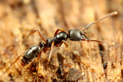 �����ϥꥢ��