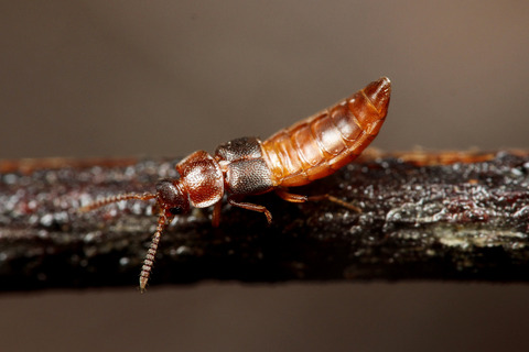 ヒメサスライアリ Aenictus aratus