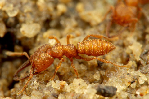 ¥Ø¥é¥¢¥´¥Ï¥ê¥¢¥ê